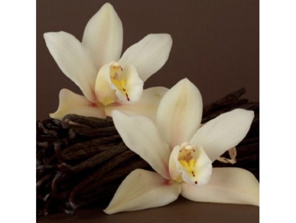 1156 TPA AROMA FRENCH VANILLA CREME 10 ml 1.jpg
