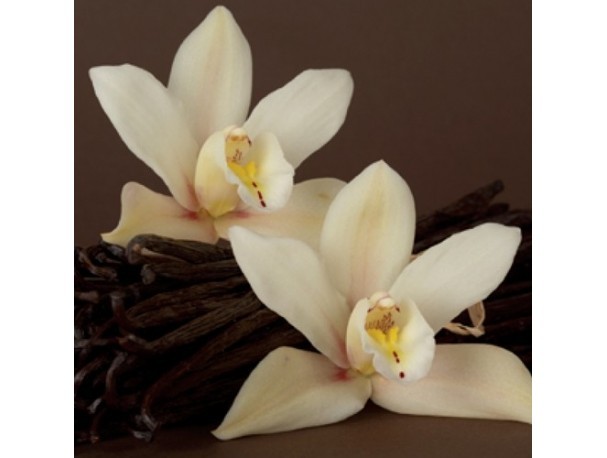 1156 TPA AROMA FRENCH VANILLA CREME 10 ml 1.jpg