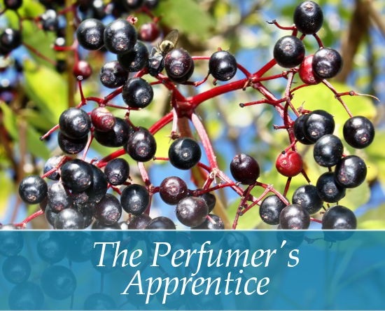 2522 TPA AROMA ELDERBERRY 10 ml F 1.jpg