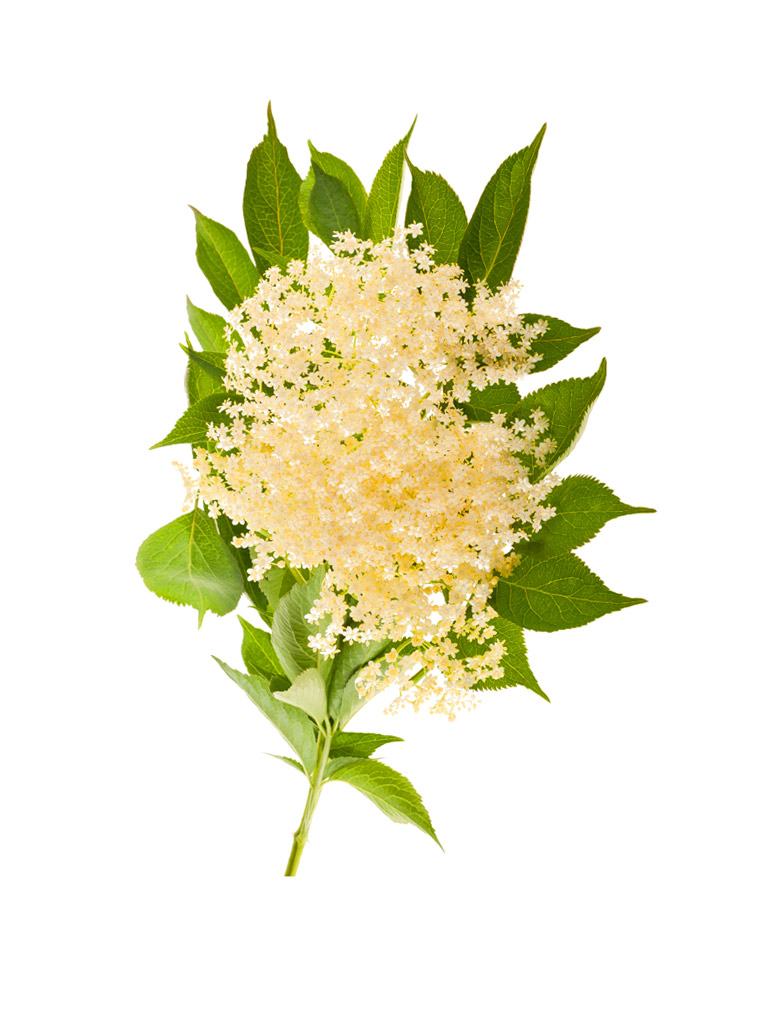 2896 BOLSJEHUSET AROMA ELDERFLOWER 10 ml 1.jpg