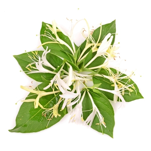 3448 TPA AROMA HONEYSUCKLE 10 ml F 1.jpg